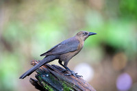 Great-tailed Grackle
