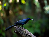Great-tailed Grackle