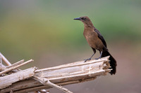 Great-tailed Grackle