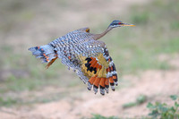 Sunbittern