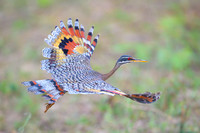 Sunbittern