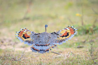 Sunbittern