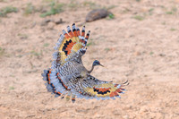 Sunbittern