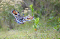 Sunbittern
