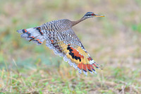 Sunbittern