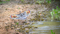 Sunbittern