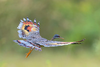 Sunbittern