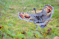 Sunbittern