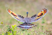 Sunbittern