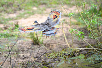 Sunbittern