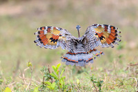 Sunbittern