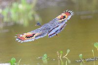 Sunbittern