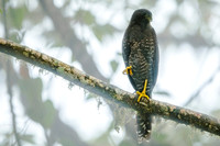 Forest Falcon