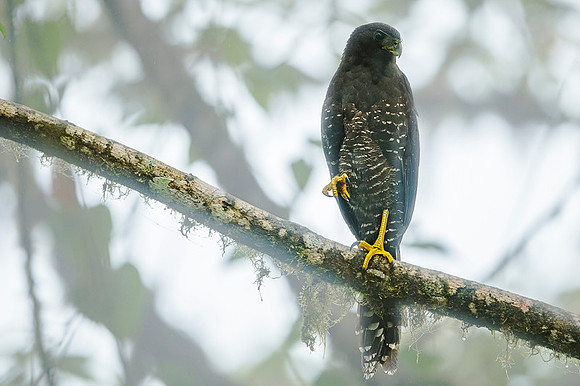 Forest Falcon
