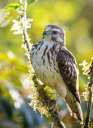 Broad-winged Hawk