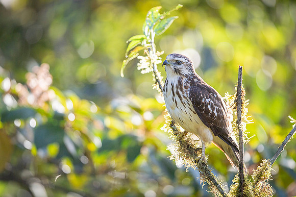 Broad-winged Hawk