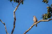 Broad-winged Hawk