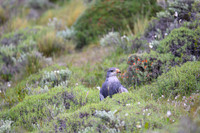Black-chested Buzzard-Eagle