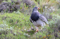 Black-chested Buzzard-Eagle