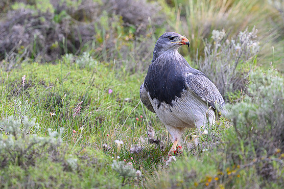 Black-chested Buzzard-Eagle