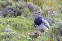 Black-chested Buzzard-Eagle