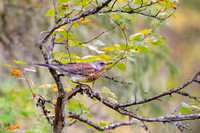 Fieldfare / Kwiczoł