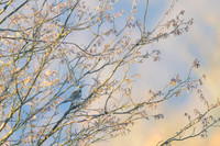 Fieldfare / Kwiczoł