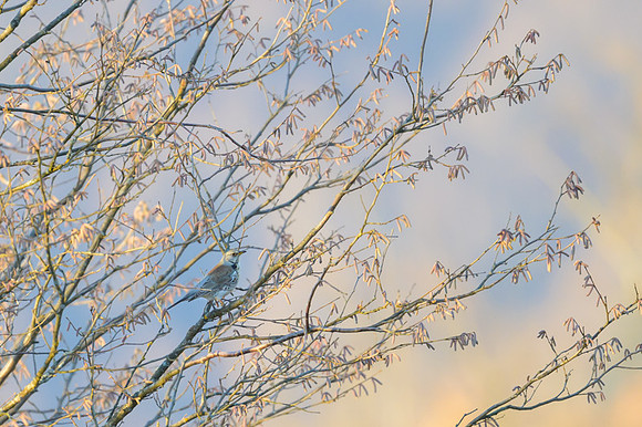 Fieldfare / Kwiczoł