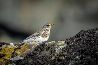 Fieldfare / Kwiczoł