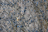 Fieldfare / Kwiczoł