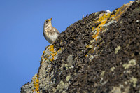 Fieldfare / Kwiczoł
