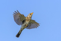 Fieldfare / Kwiczoł