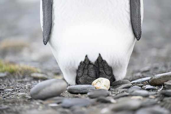 King Penguin