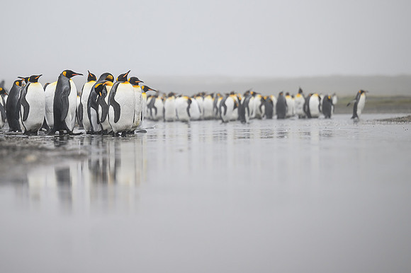 King Penguin