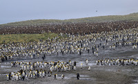 King Penguin