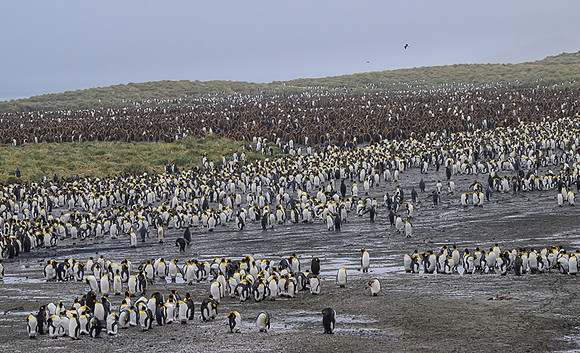 King Penguin