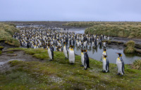 King Penguin
