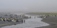 King Penguin