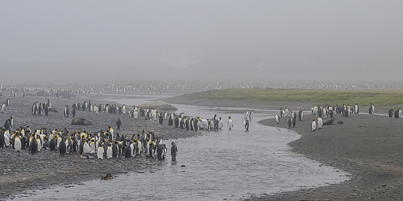King Penguin