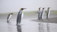 King Penguin
