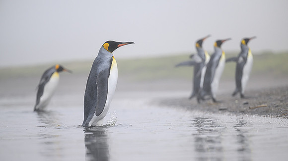 King Penguin