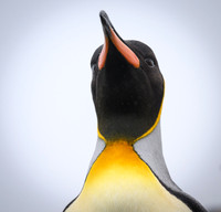 King Penguin