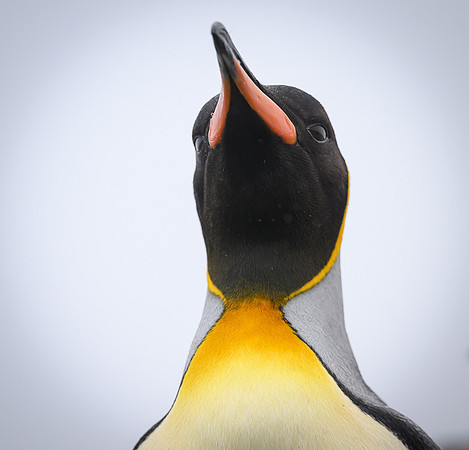 King Penguin