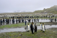 King Penguin