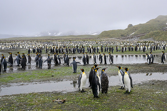 King Penguin