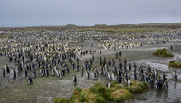 King Penguin