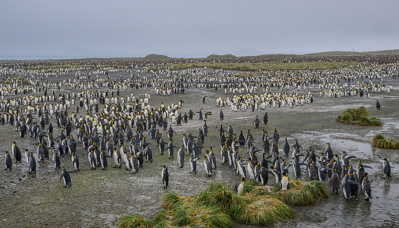 King Penguin