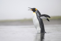 King Penguin