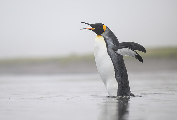 King Penguin