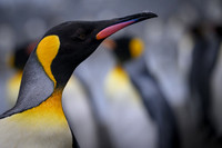 King Penguin